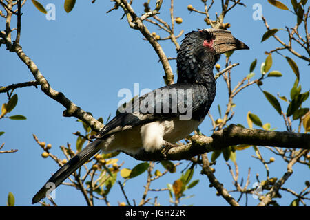 Trumpeter Hornbill, Bycanistes bucinator, perched on a branch in Dlinza forest, Eshowe Stock Photo