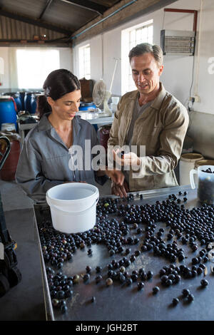 Attentive workers checking a harvested olives in factory Stock Photo