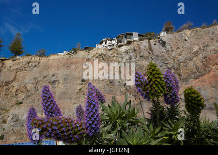 Echium flowers and clifftop house damaged by earthquake, Sumner, Christchurch, Canterbury, South Island, New Zealand Stock Photo