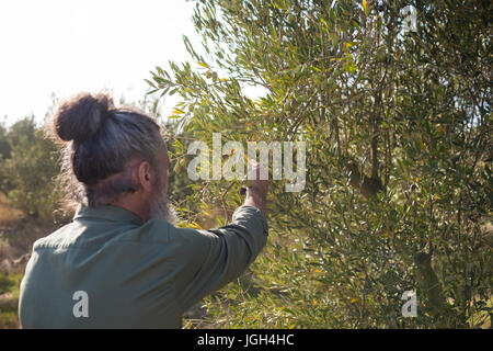 Man harvesting olives from tree on a sunny day Stock Photo