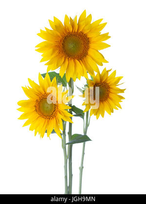 Three Sunflowers isolated on a white background. Stock Photo