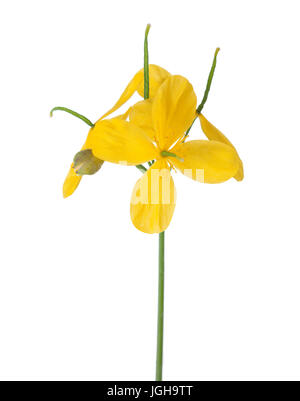 Flowers of Greater celandine (Chelidonium) isolated on white background. Stock Photo