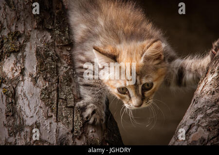 A colorful kitten climbing in the tree Stock Photo