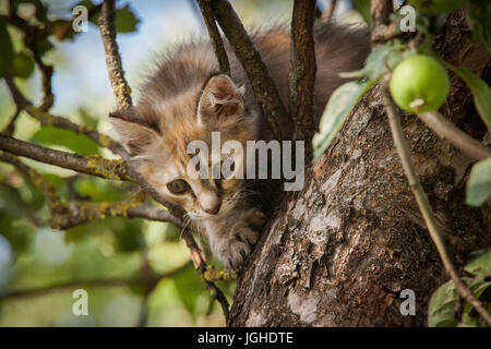 A colorful kitten climbing in the tree Stock Photo