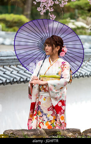 Japanese young women wearing kimono and holding mauve parasol, sunshade, standing in front of low castle tiled wall and under sprig of cherry blossom. Stock Photo
