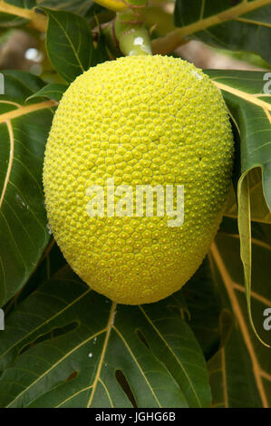 Bread fruit (Artocarpus altilis) Thailand Stock Photo - Alamy