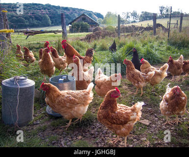 Free range chickens in fenced in field, on farm Stock Photo