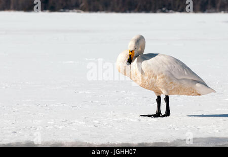 Whooper swan (Cygnus cygnus), Japan Swan Whooper, Swan, Cygnus cygnus (Cygne chanteur) Japan, 2017 Stock Photo