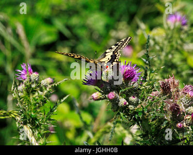 A Swallowtail butterfly, Papilio machaon, feeding on thistle at Upton Fen, Norfolk, England, United Kingdom. Stock Photo