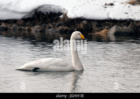 Whooper swan (Cygnus cygnus), Japan Swan Whooper, Swan, Cygnus cygnus (Cygne chanteur) Japan, 2017 Stock Photo