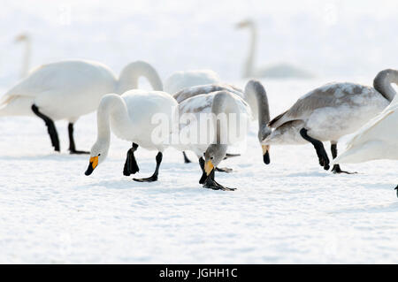 Whooper swan (Cygnus cygnus), Japan Swan Whooper, Swan, Cygnus cygnus (Cygne chanteur) Japan, 2017 Stock Photo