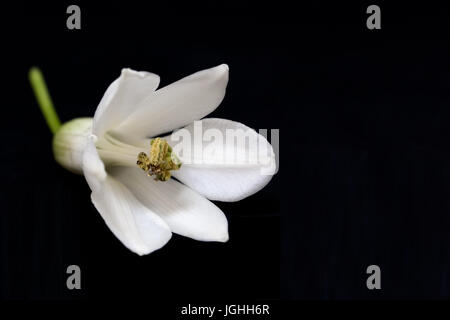 Close up study of a Gastonia flower. Stock Photo