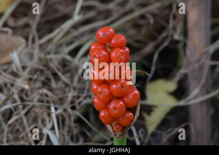 Lords-and-ladies or Arum maculatum from the side Stock Photo