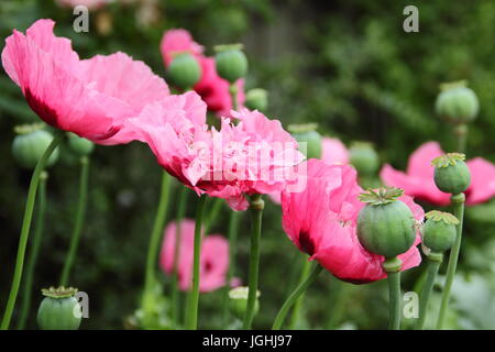 Opium poppy (papaver somniferum) flowering in an English garden with seedheads (pictured) drying for seed collection and indoor ornamental purposes UK Stock Photo