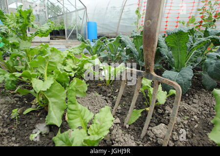 Young beetroot and brassica growing in a vegetable plot  in an English allotment garden at mid summer Stock Photo