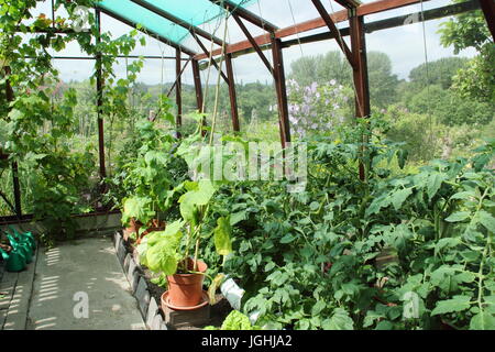 Tomato and cucumber plants growing in a greenhouse in an English kitchen garden - midsummer, Sheffield, UK Stock Photo