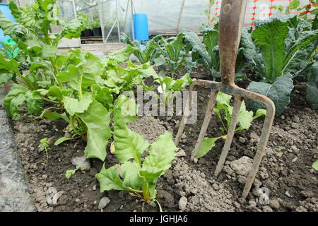 Young beetroot and brassica growing in a vegetable plot  in an English allotment garden at mid summer Stock Photo