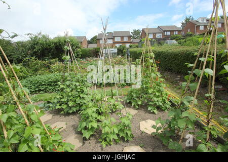 Runner beans  grow up cane wigwam in an allotment garden in a suburb of the city of Sheffield, Yorkshire, England, UK Stock Photo