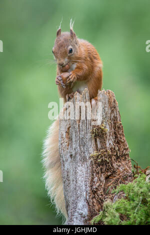 An upright vertical close up portrait of a red squirrel sitting on top of an old tree stump eating a hazelnut Stock Photo