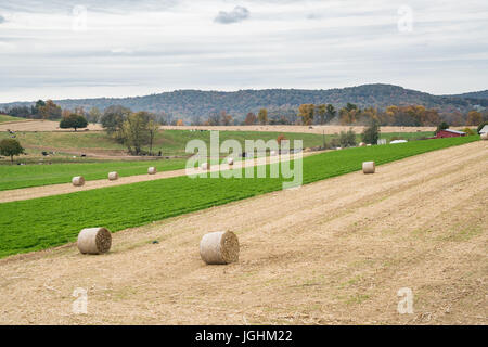 Hay Bales in a farm field during harvest season. Stock Photo
