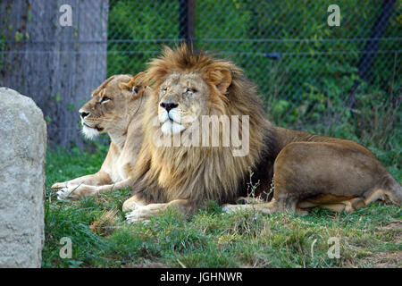 Lions resting in the shade of trees, photographed at the zoo Stock Photo