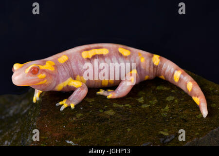 Bared Fire salamander, Salamandra terrestris albino Stock Photo