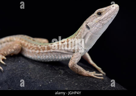 Italian wall lizard, Podarcis sicula campestris Stock Photo