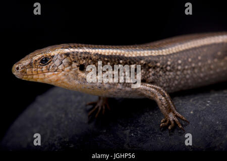 western three-toed skink, Chalcides striatus Stock Photo