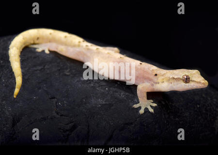 Mourning gecko, Lepidodactylus lugubris Stock Photo