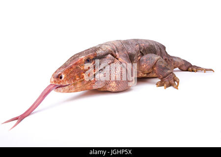 Argentine red tegu,Tupinambis rufescens Stock Photo