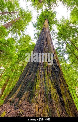 Looking up at a Redwood tree off Avenue of the Giants Stock Photo