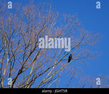 Common raven bird standing on the tree under blue sky. Stock Photo