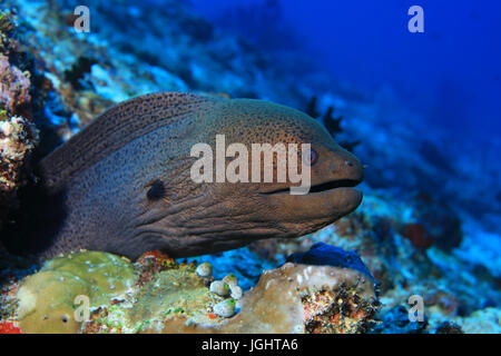 Giant moray eel (Gymnothorax javanicus) underwater in the indian ocean Stock Photo
