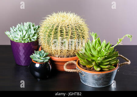 Still life with cactus/ Four different cactus small and large with needles in pots on a black background. Stock Photo