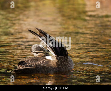 A Pacific Black Duck Stock Photo