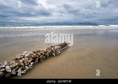 Bamboo stick with mussels on it lying on the beach. Stormy evening at the beach with dramatic clouds and waves. Hoi an, An Bang beach. With copyspace. Stock Photo