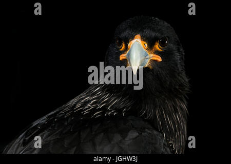 Striated Caracara Stock Photo