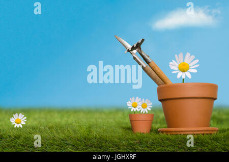 Large and small plant pots containing English Daisy flowers and potting tools on a grassy lawn against a bright blue sky.  A white fluffy cloud floats Stock Photo