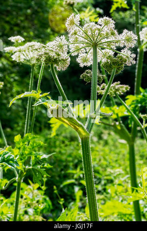 Close up of the Cow Parsley wildflower standing in a field with the sun behind it showing its thick, hairy,  ridged stem and almost translucent white  Stock Photo