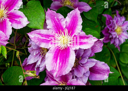 Vibrant pink, purple and yellow blooming clematis flower in bright sunlight against dark green foliage. Close up image. Stock Photo