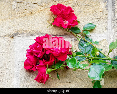 Group of climbing red roses, in full bloom, with dark green foliage set against a cream brickwall Stock Photo