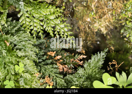 Killarney Fern (Trichomanes speciosum) sporophyte Stock Photo