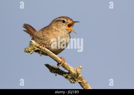 Northern Wren (Troglodytes troglodytes) singing Stock Photo