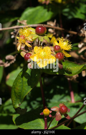 Tutsan (Hypericum androsaemum) flowers Stock Photo