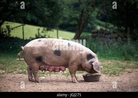 Piglet (Sus scrofa domestica) at an organic farm Stock Photo