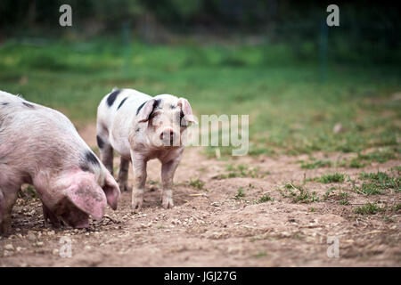 Piglet (Sus scrofa domestica) at an organic farm Stock Photo