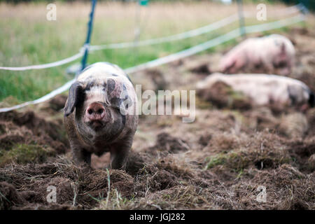 Piglet (Sus scrofa domestica) at an organic farm Stock Photo