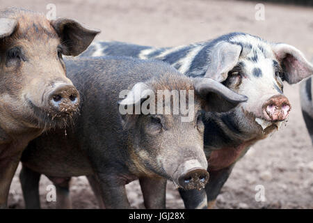 Piglet (Sus scrofa domestica) at an organic farm Stock Photo