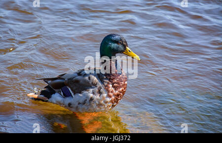 Ducks in the river, sailed for food. Stock Photo