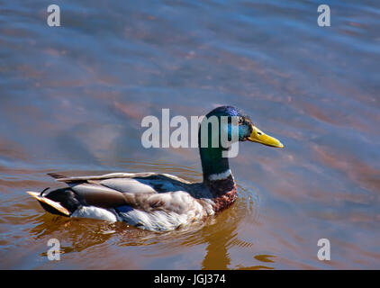 Ducks in the river, sailed for food. Stock Photo